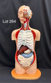 Signed Denoyer-Geppert 'Knowbody' Human Torso Anatomy Model