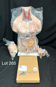 3B Scientific B32 Deluxe Dual Sex Human Torso Anatomy Model