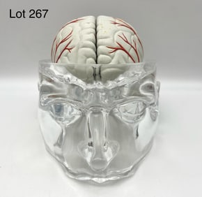 Seroquel Life Size Clear Acrylic Head w/ Removable Anatomical Brain Model