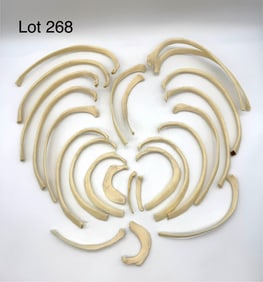 Set of Twenty-Four Authentic Human Rib Bones