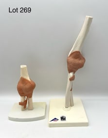 Duo of Elbow Joint Models
