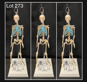 Three Educational Human Skeletons On Stand