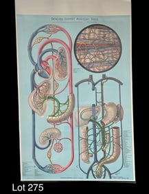 Denoyer-Geppert Anatomy Series Poster