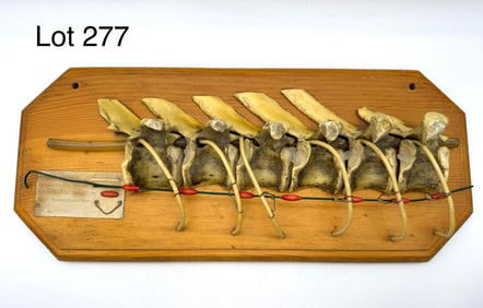 Antique Display of a Section of Human Spinal Column