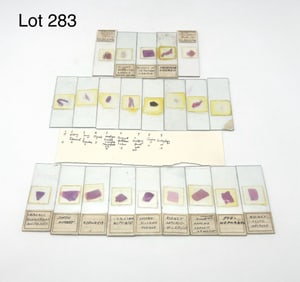 Selection of Early 20th Century Microscope Slides Relating to Kidney, Thyroid and More
