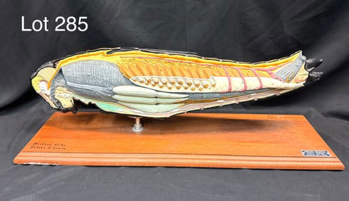 Vintage Carolina Biological Grasshopper Model