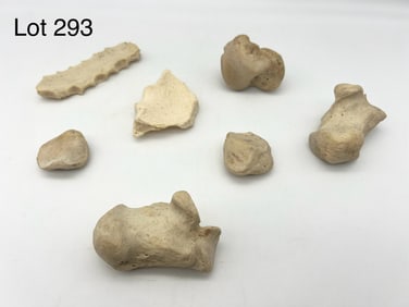 Authentic Human Sternum, Knee, Heel, and Ankle Bones