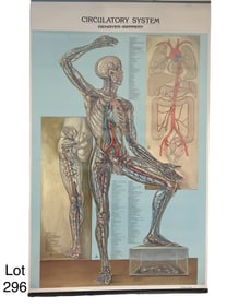 Denoyer- Geppert Circulatory System Poster
