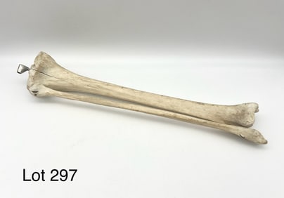 Authentic Human Fibula and Tibia Bones