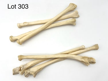 Authentic Human Ulna and Tibia Bones