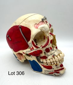 Authentic Anatomically Labeled Human Skull in Box
