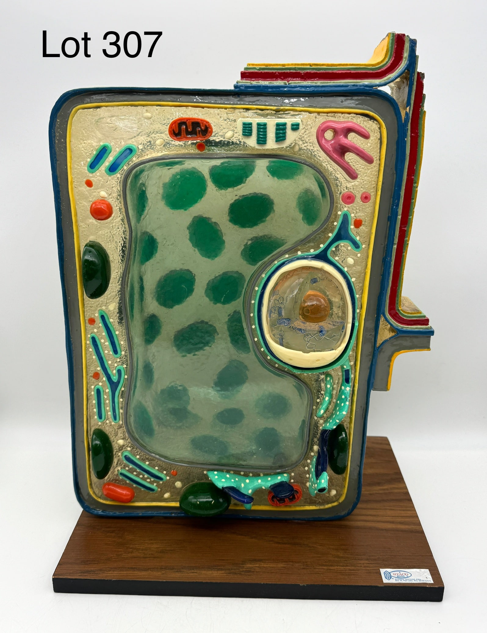Staco Deluxe Plant Cell Model: A colorful Staco deluxe plant cell model demonstrating the cell wall, membrane, endoplasmic reticulum and various organelles in a mix of transparent and translucent fiberglass. Mounted on a wood base