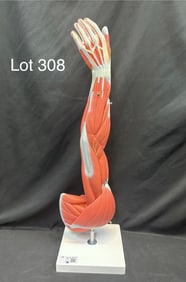 3B Scientific M10 Upright Muscled Arm Anatomy Model