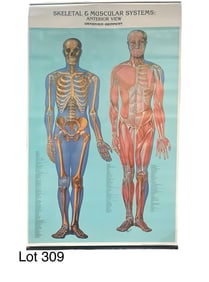 Denoyer-Geppert "Skeletal and Muscular Systems: Anterior View" Poster