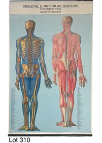 Denoyer-Geppert "Skeletal and Muscular Systems: Posterior View" Poster