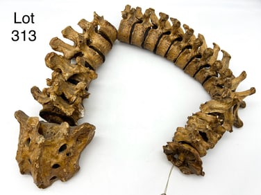Authentic Human Spinal Column/Vertebrae