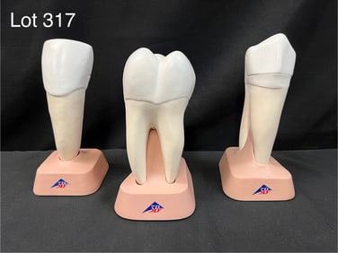 Trio of 3B Scientific Tooth Models, New