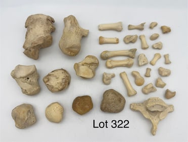 Mixed Collection of Human Bone Smalls, Hands & Feet