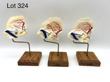 Group of Three Human Temporal Bone Models