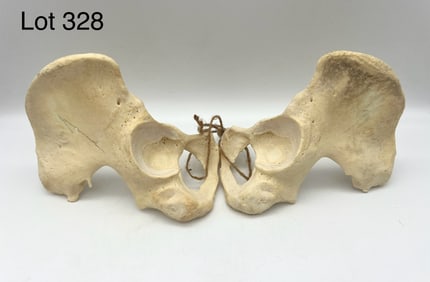Authentic Human Pelvis Bones