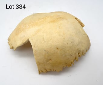 Authentic Human Parietal Bone
