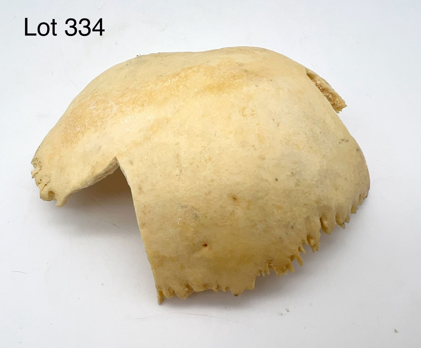Authentic Human Parietal Bone: An authentic human parietal bone which is part of the skull. This bone forms the sides and roof of the cranium and protects the brain. 5 1/2" long.