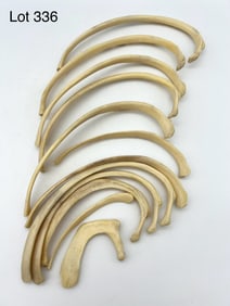 Set of Eleven Authentic Human Rib Bones
