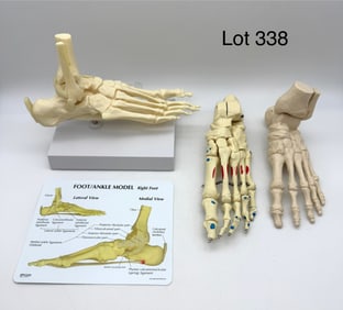 Three Vintage Anatomical Models of Feet and Ankles