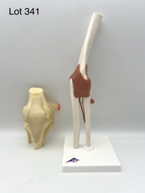 GPI Knee Model With 3B Scientific Elbow Model