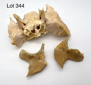 Authentic Human Sphenoid Bone