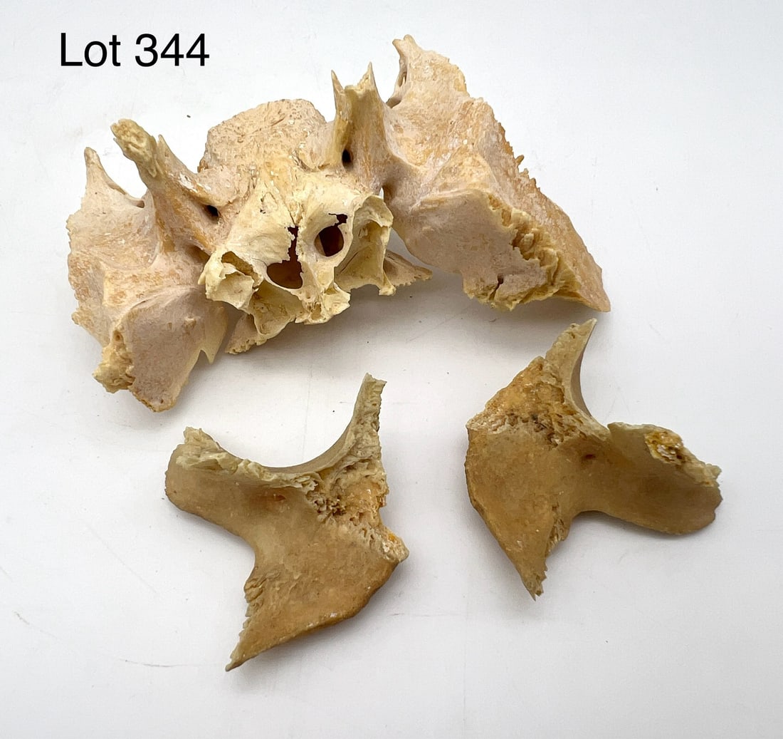 Authentic Human Sphenoid Bone: An authentic human sphenoid bone which is located at the base of the skull behind the nose. The lot also includes two zygomatic bones also known as the cheekbone. Sphenoid bone is 4 1/2" long.