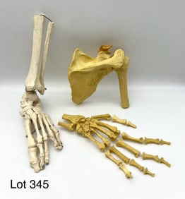 Vintage Plastic Anatomical Models of Foot/Ankle Shoulder Joint, and Hand