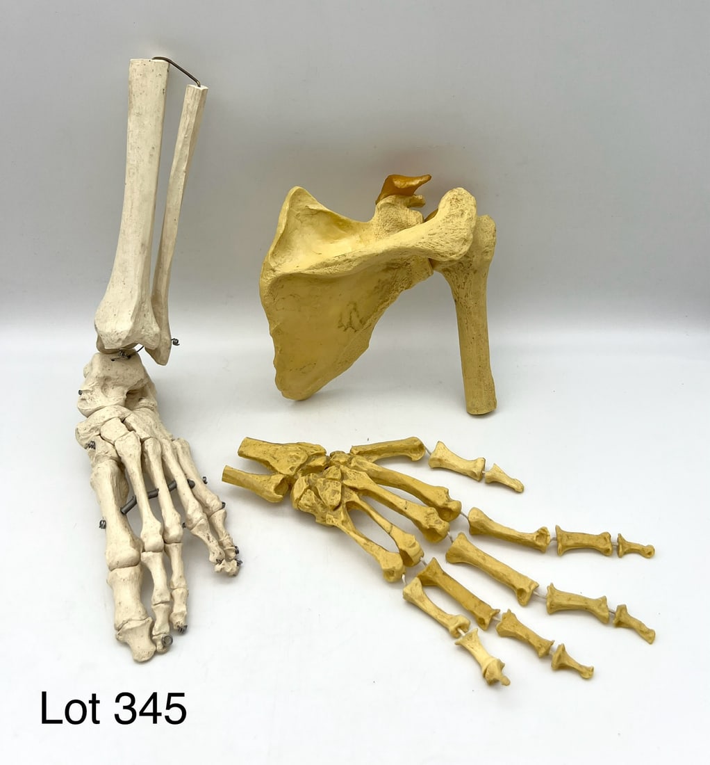 Vintage Plastic Anatomical Models of Foot/Ankle Shoulder Joint, and Hand: Three vintage plastic anatomical models of foot/ankle, shoulder joint, and hand.