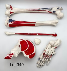 Vintage Life Size Hip to Toes Skeleton Model