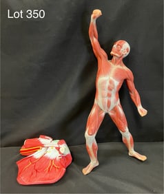 Vintage Anatomical Shoulder Joint Muscle Model and Human Musculature Model
