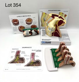 Trio of GPI Anatomical Models Including Osteoarthritis Knee