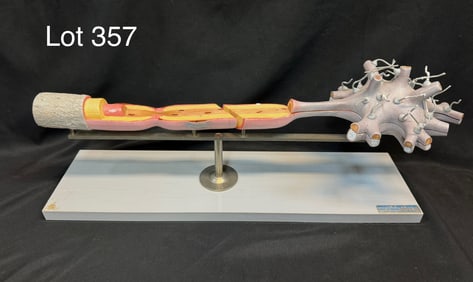 Vintage Somso Neuron Model