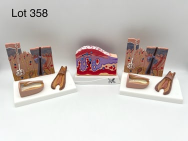 Pair of 3B Scientific Skin Section w/ Hair Models and a Oneworld Skin Section Model