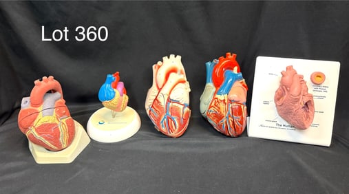 Five Vintage Anatomical Human Heart Models