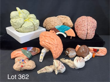 Four Anatomical Human Brain Models and Parts