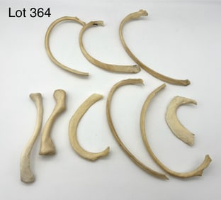Six Authentic Human Rib bones and Pair of Clavicle Bones