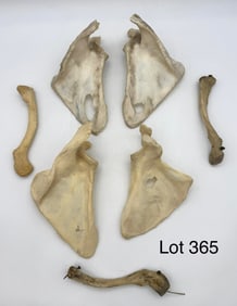 Human Bones Lot Feat. Scapula & Clavicle