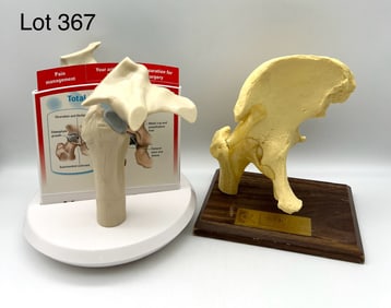Two Mounted Anatomical Hip Joint Models