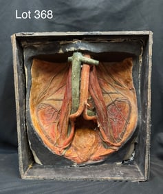 Antique Wax Anatomical Model of Pelvic Vasculature & Bladder