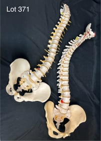 A Pair of Vintage Flexible Anatomical Spinal Vertebrae Models