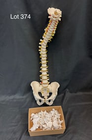 Vintage Anatomical Human Spinal Vertebrae Model and Disarticulated Human Vertebral Column