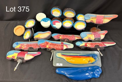 Large Collection of Vintage Embryology Models of a Grasshopper
