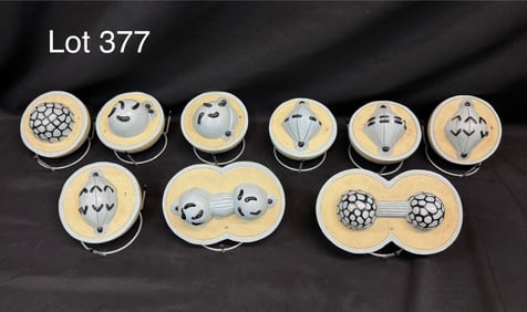 Vintage Nystrom Set of Cell Division Models