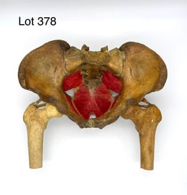 Complete Authentic Human Hips w/ Wax Muscles