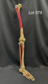 Full Size Human Leg Anatomical Models